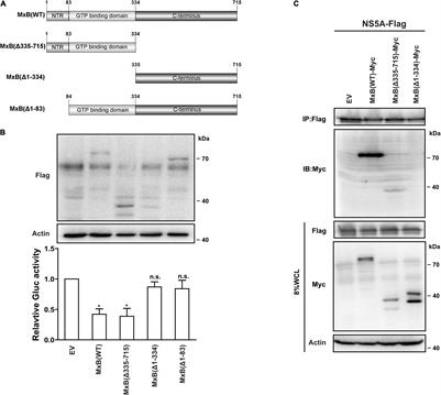 MxB Disrupts Hepatitis C Virus NS5A–CypA Complex: Insights From a Combined Theoretical and Experimental Approach